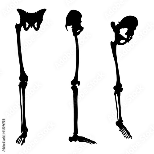 Set with silhouettes of human skeleton of legs and pelvis in different positions isolated on white background. Vector illustration photo