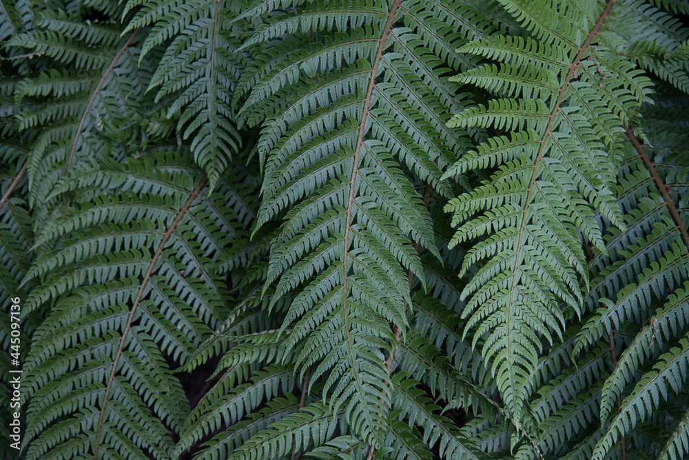 Polystichum braunii - Braun's hollyfern. Huge leaves of fern. Big green ...
