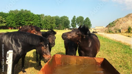 Close up rare horses in 