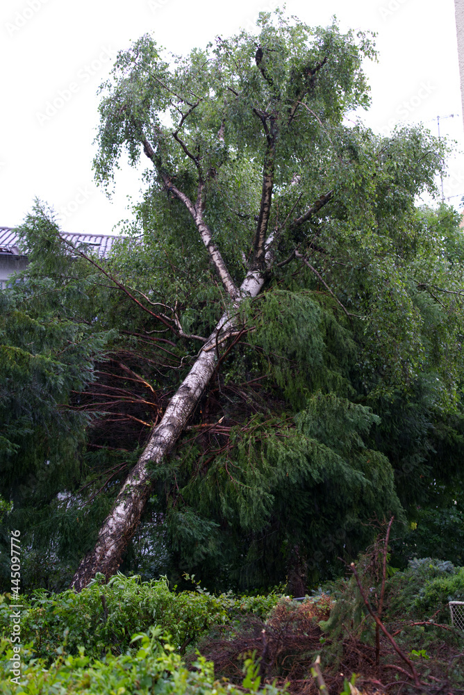 Fototapeta premium Shattered trees and branches after heavy nightly summer thunderstorm at City of Zurich. Photo taken July 13th, 2021, Zurich, Switzerland.