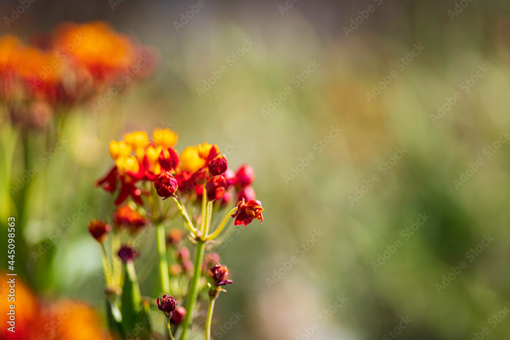 Floral background. Closeup view of flowers. Selective focus. Blurred background Floral background. Closeup view of flowers. Selective focus. Blurred background