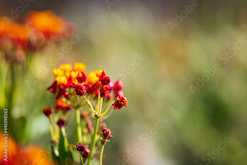 Floral background. Closeup view of flowers. Selective focus. Blurred background
