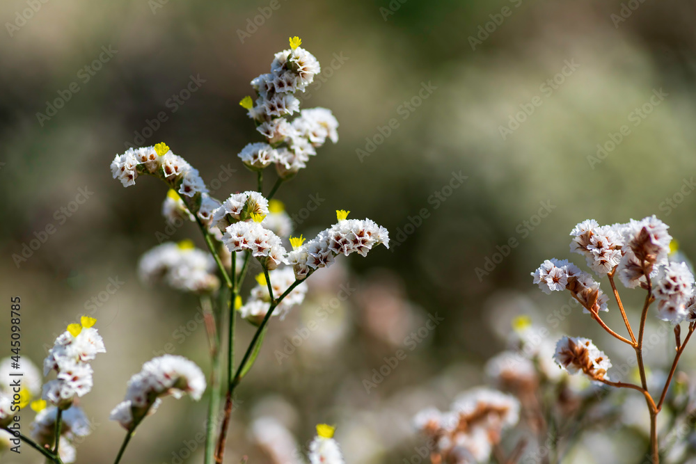 Floral background. Closeup view of flowers. Selective focus. Blurred background Floral background. Closeup view of flowers. Selective focus. Blurred background