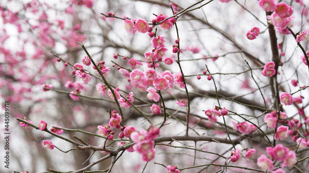 The beautiful spring view with the colorful flowers blooming in the wild field in spring The beautiful spring view with the colorful flowers blooming in the wild field in spring