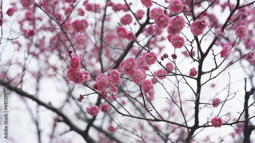 The beautiful spring view with the colorful flowers blooming in the wild field in spring