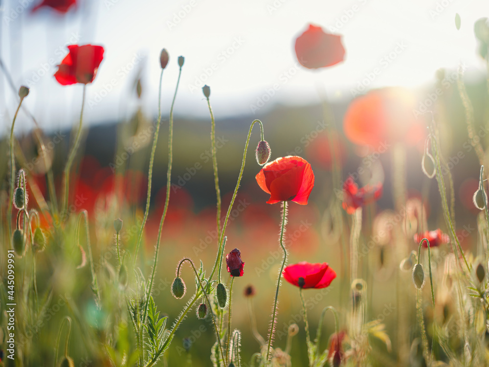 Obraz premium Poppy meadow in the light of the setting sun