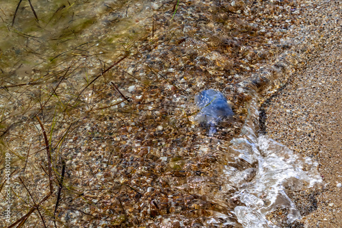Dead blue jellyfish washed ashore by the wave. The mucous body of the poisonous Rhizostoma pulmo on the Black Sea coast in Zaliznyi Port in Ukraine photo