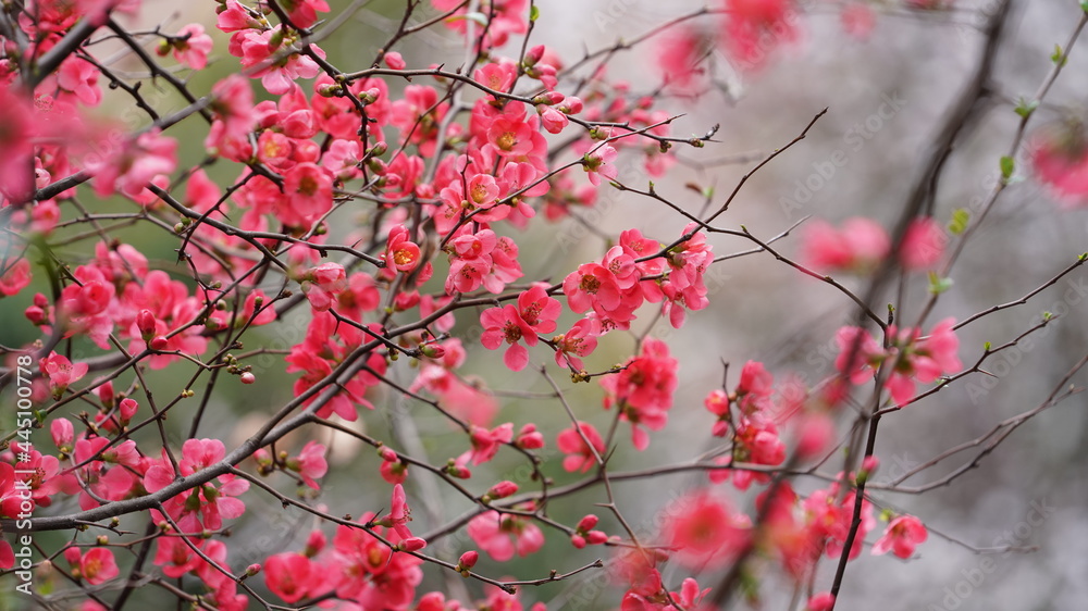 The beautiful spring view with the colorful flowers blooming in the wild field in spring The beautiful spring view with the colorful flowers blooming in the wild field in spring