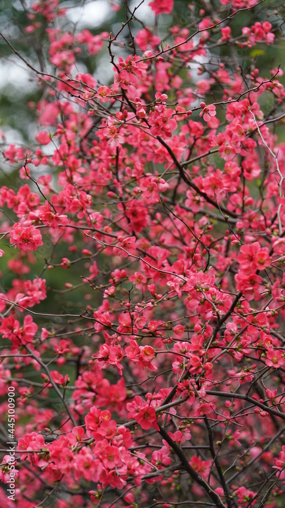 The beautiful spring view with the colorful flowers blooming in the wild field in spring The beautiful spring view with the colorful flowers blooming in the wild field in spring