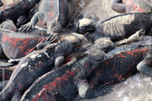 Marine iguana on the beach Galapagos Island, Ecuador, South America