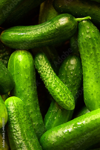 Harvest of juicy ripe cucumbers