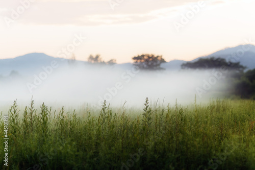 Fog over a green field at sunset, blurred forest and grass, background out of focus
