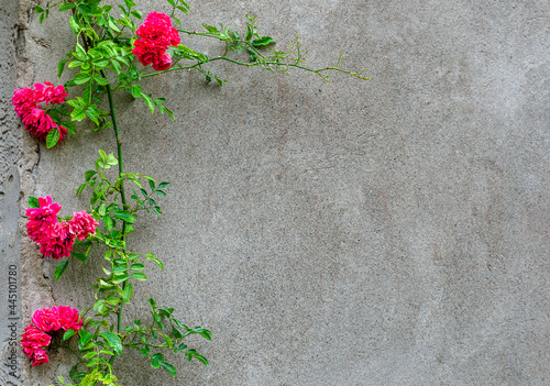 concrete wall and roses