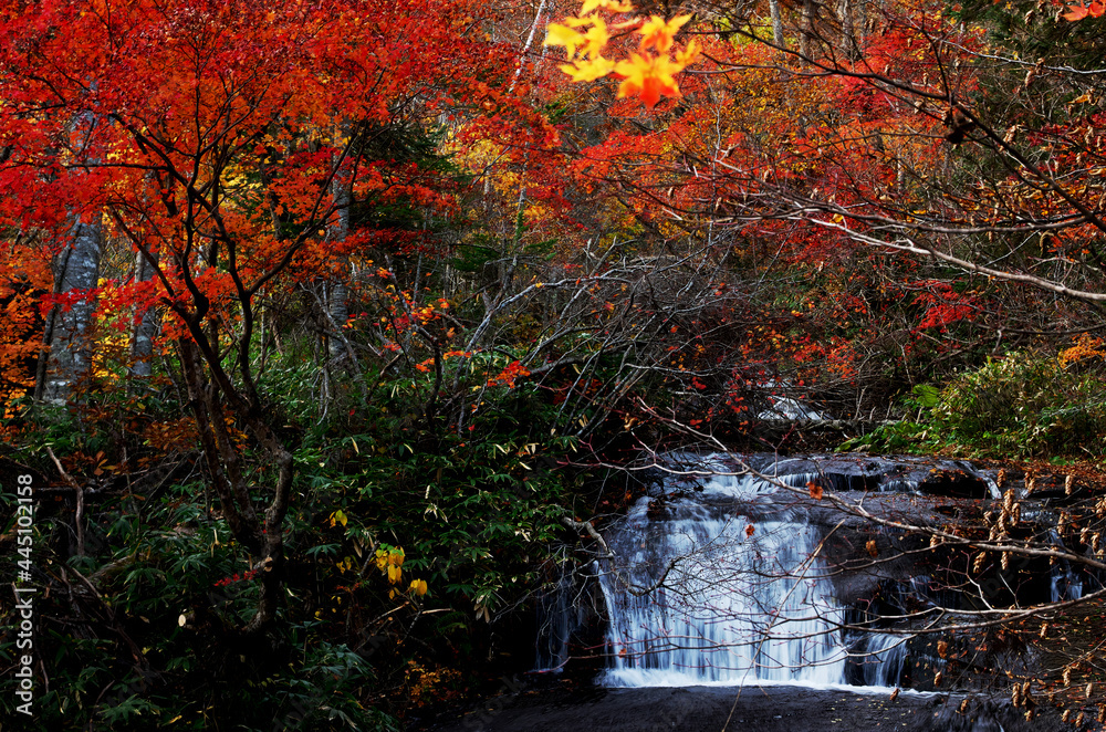 Fototapeta premium 川の流れに紅葉