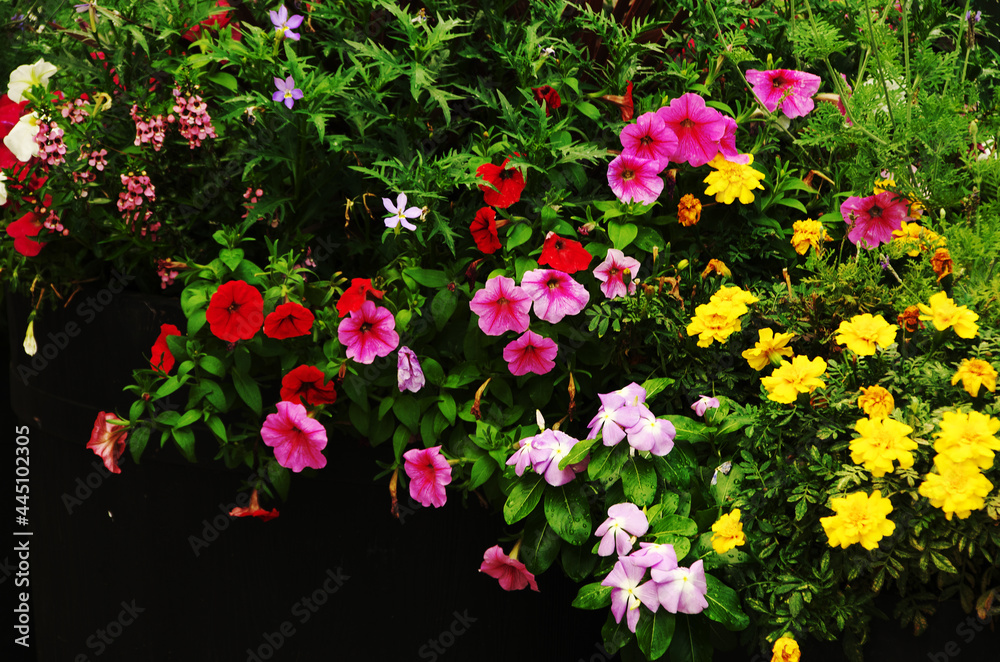 Obraz premium カラフルの花