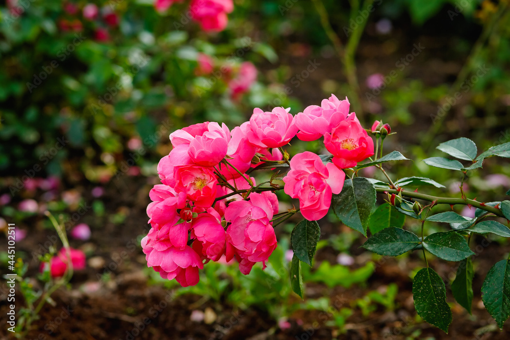 Fototapeta premium A lush bush of pink garden roses. Blurry floral background with red flowers. Space for the text. Lots of colors. Soft focus.