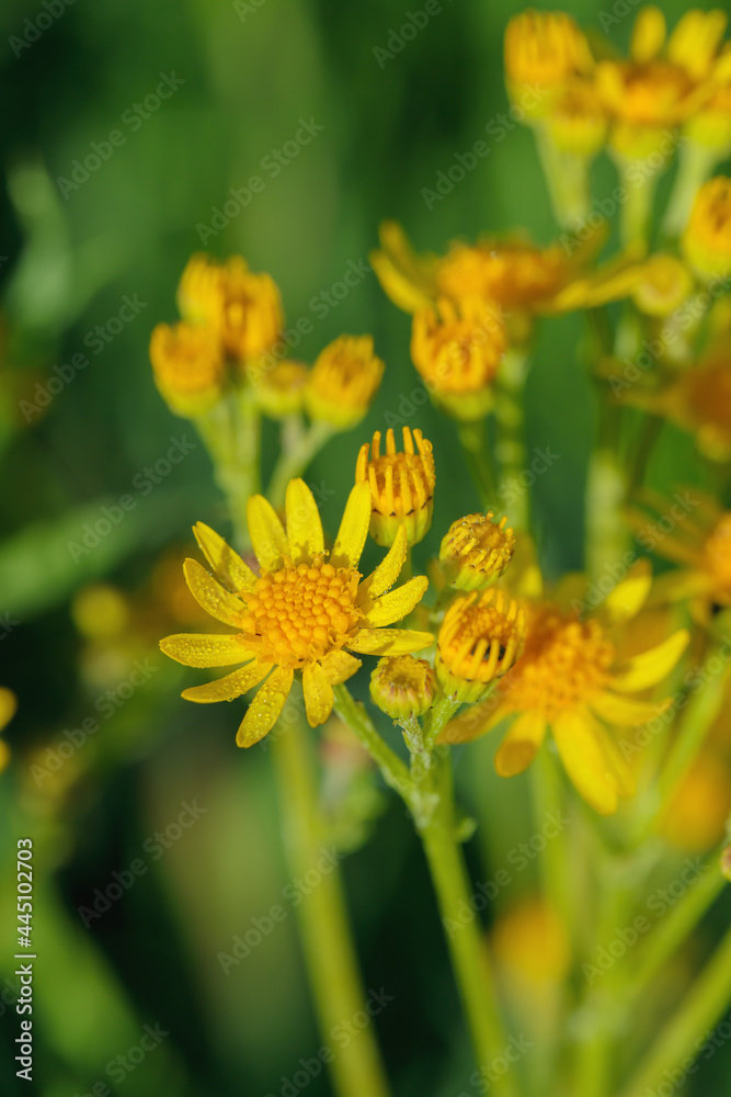 Closeup of a yellow ragwort blossom (Jacobaea vulgaris). Closeup of a yellow ragwort blossom (Jacobaea vulgaris).