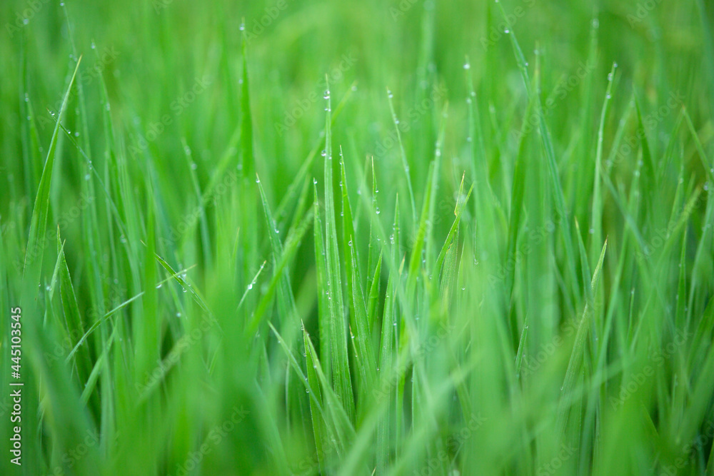 green grass background green grass background