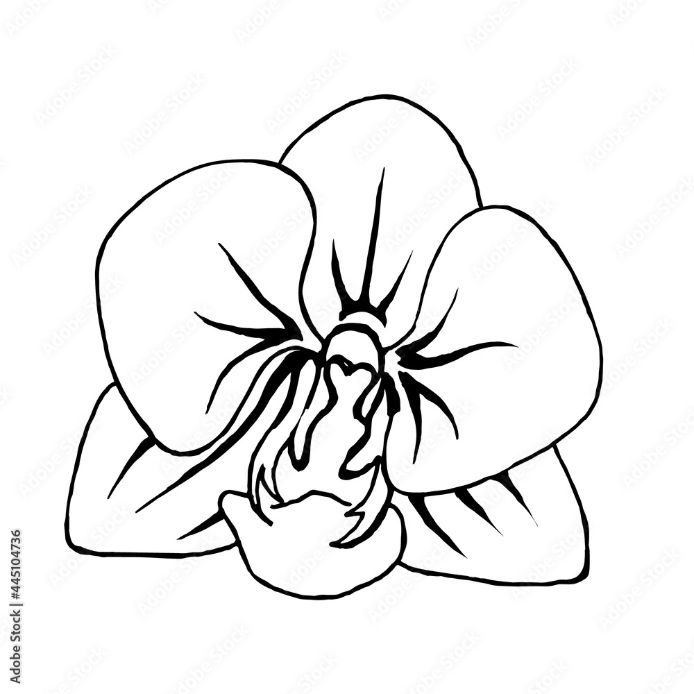Orchid flower on a white background, hand-drawn.Vector flower can be used in textiles, postcards. Orchid flower on a white background, hand-drawn.Vector flower can be used in textiles, postcards.