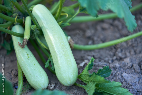  White oblong fruits of zucchini in the garden. Selective focus.