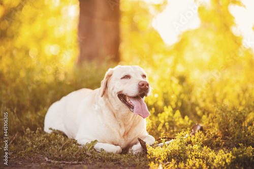 Active, smile and happy purebred labrador retriever dog outdoors in grass park on sunny summer day. Concept animals relax of life © Parilov