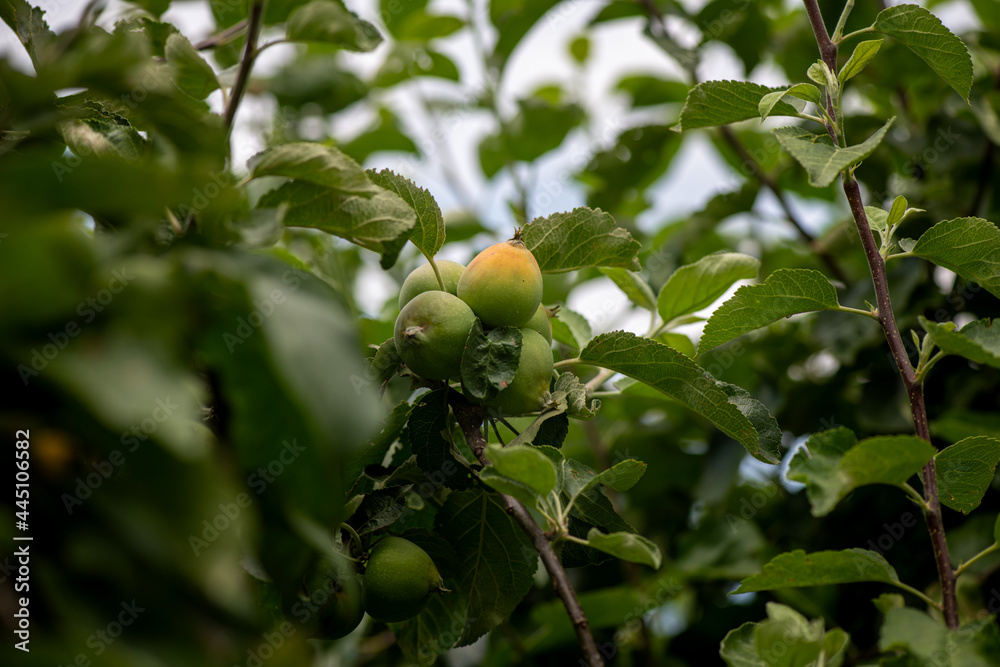 apple tree with young fruits on a summer day, gardening and agriculture