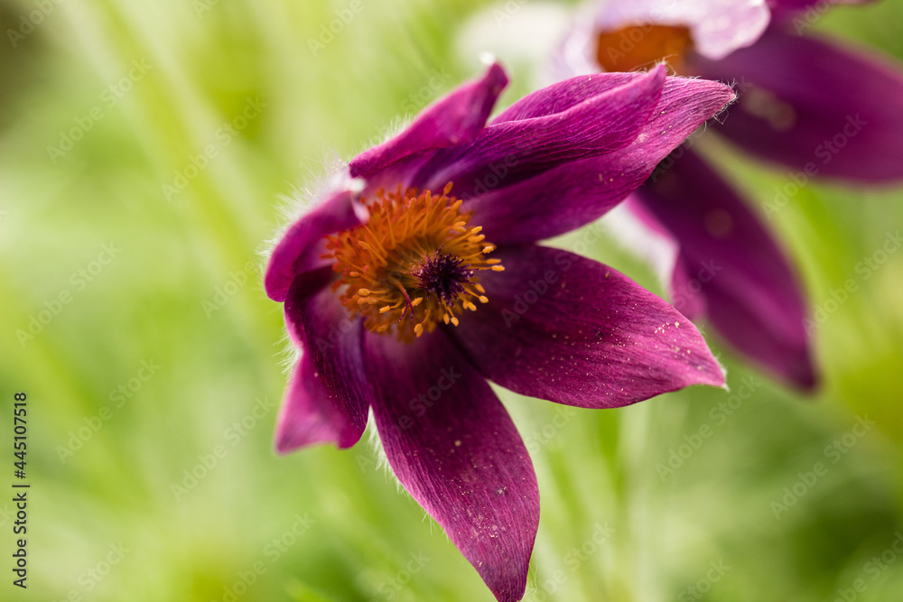 Purple pulsatilla flower close-up. Taken from below. Purple pulsatilla flower close-up. Taken from below.