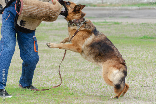 Guard dog training. Step 3. Figurant and German shepherd dog. photo