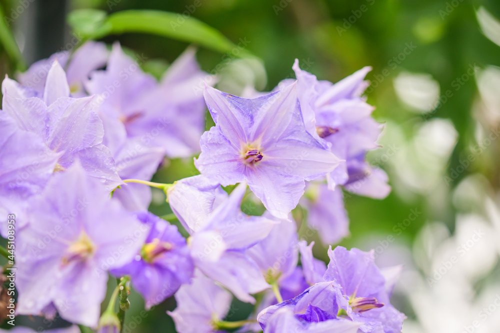 紫の蔓性植物/ソラヌム・ウェンドランディー /ソラナム/ポテトバイン（potato vine）