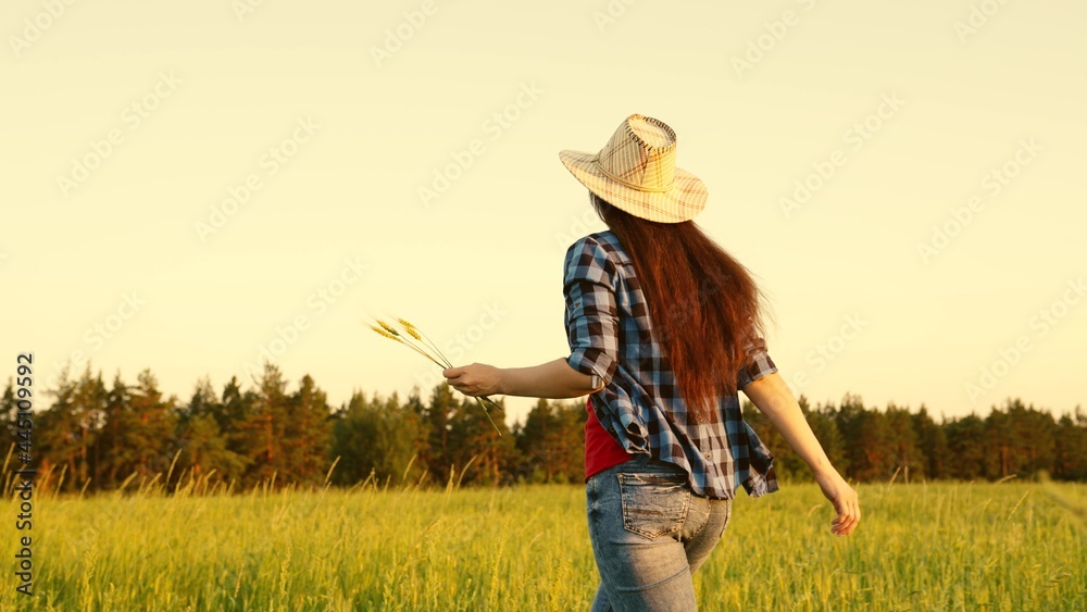 A farmer woman walks through wheat field at sunset, holding ears of wheat in her hand. The farmer touches ears of wheat in field in sun, inspecting the harvest. Agricultural business. Grow grain, food