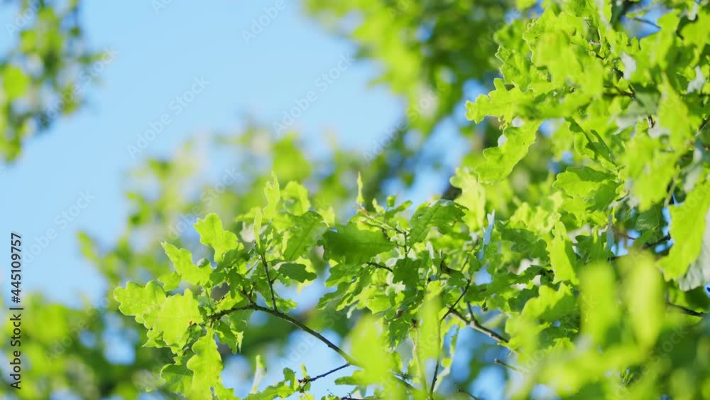 Sun shines through blowing on wind green leaves. Rich green leaves of a tree waving in wind. Sun shines through blowing on wind green leaves. Rich green leaves of a tree waving in wind.