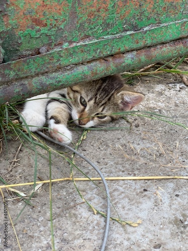 Sweet cat laying on the ground