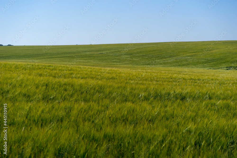 Scene of daylight on the field with young rye or wheat in the summer with clean blue background. Landscape.