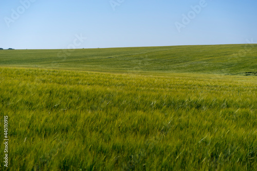 Scene of daylight on the field with young rye or wheat in the summer with clean blue background. Landscape.