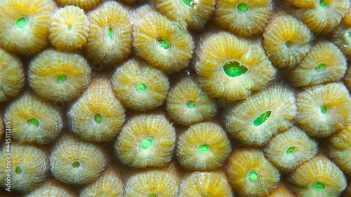 Underwater marine life, close up of great star coral, Montastraea cavernosa, Caribbean sea
 photo