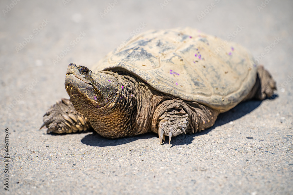 Obraz premium Common Snapping Turtle. Wildlife photography.