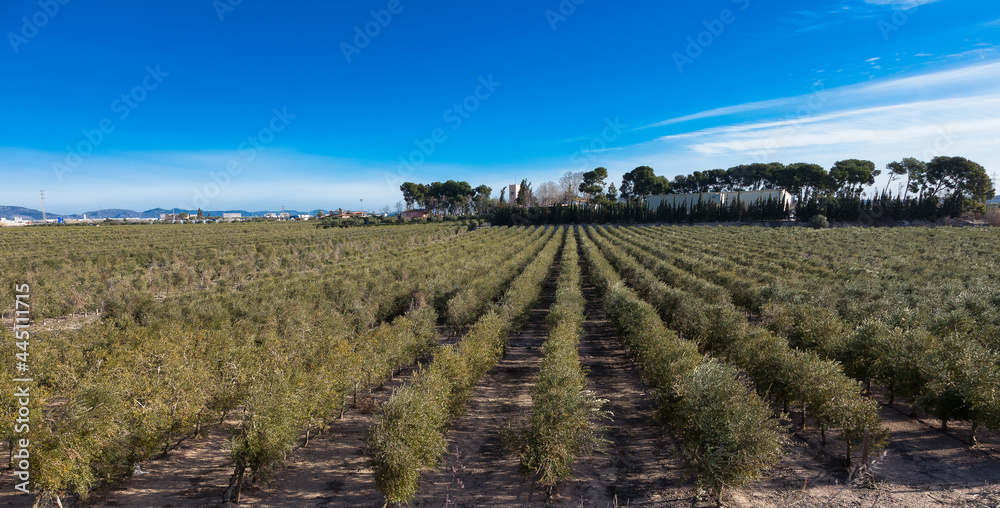 Fototapeta premium Olivares de la comarca de Reus, Tarragona, Catalunya.