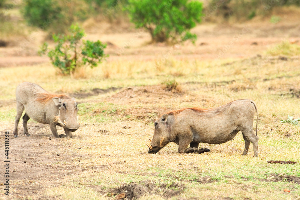 Fototapeta premium Warthog in Masai Mara national park, Kenya, Africa