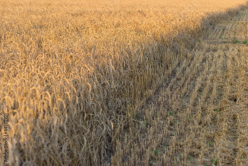Diagonally located parts of a wheat field: ripe ears and its harvested part