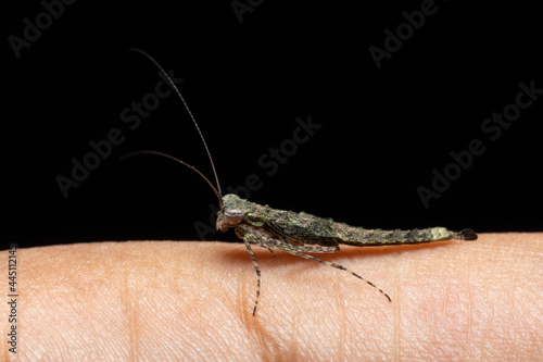 Amorphoscelis Mantis on my finger