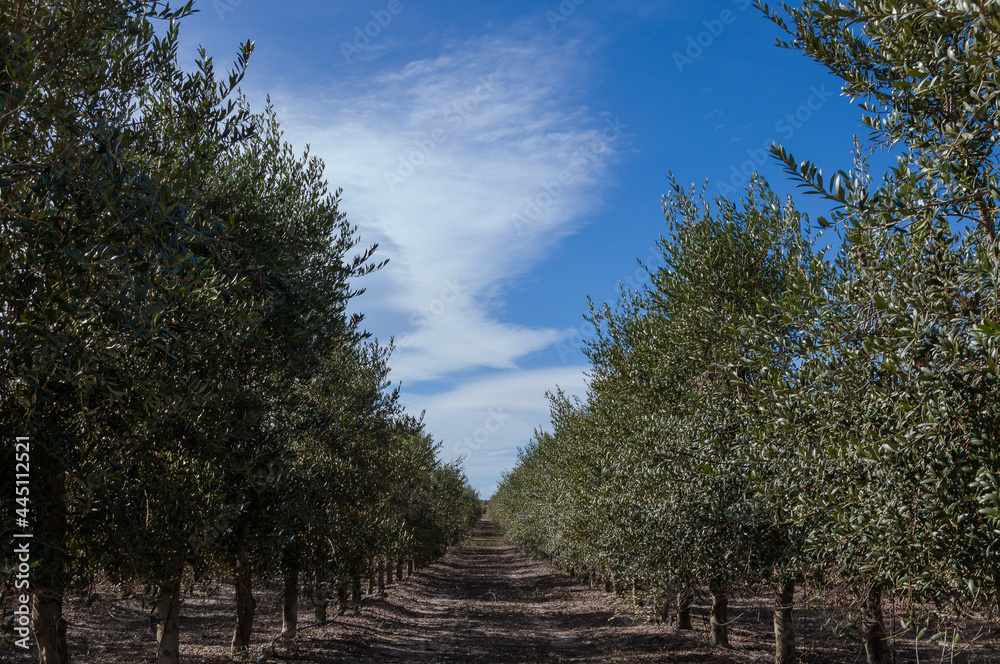 Obraz premium Olivares de la comarca de Reus, Tarragona, Catalunya.
