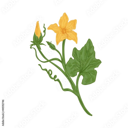 Blossomed and unblown flower buds on cucumber or pumpkin plant with stem and leaves. Detailed vintage-styled botanical drawing. Colored hand-drawn vector illustration isolated on white background