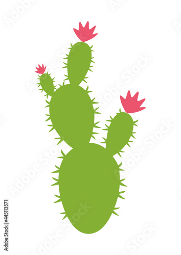 cactus flowers, succulents plants, suitable for layering on cactus, cactus flower vector
