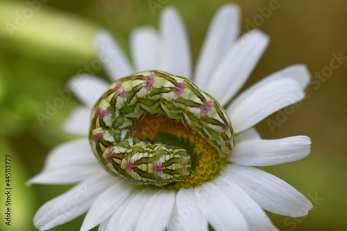 Kamillen-Monch (Cucullia chamomillae), Raupe photo