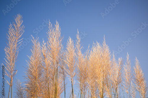 Feather Pennisetum or mission grass flowers meadow on blue sky background. free space outdoor nature landscape daytime. autumn or winter season  save environment concept.