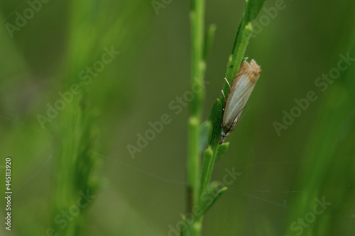 Rispengraszünsler (Chrysoteuchia culmella) photo