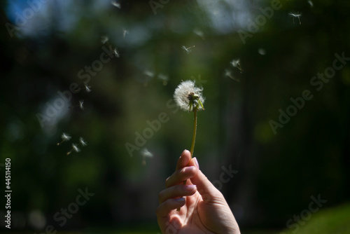 dandelion on the girl's wrist, green background of grass and spring plants, a feeling of lightness of fluffy tenderness, fragility and transience of nature and human life