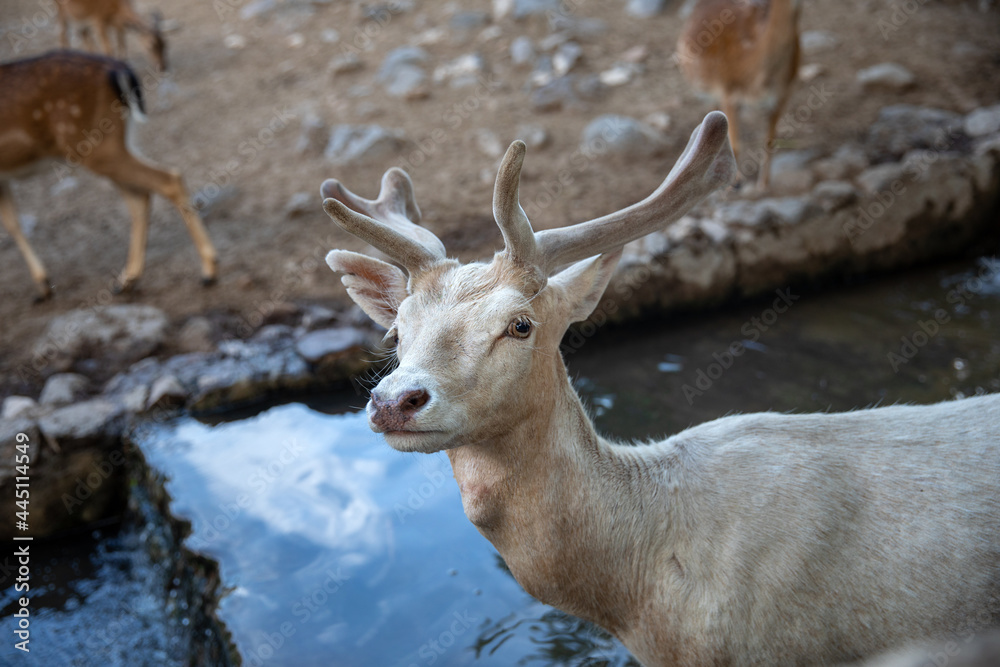 Albino white deer. White fallow deer. Albino white deer. White fallow deer.