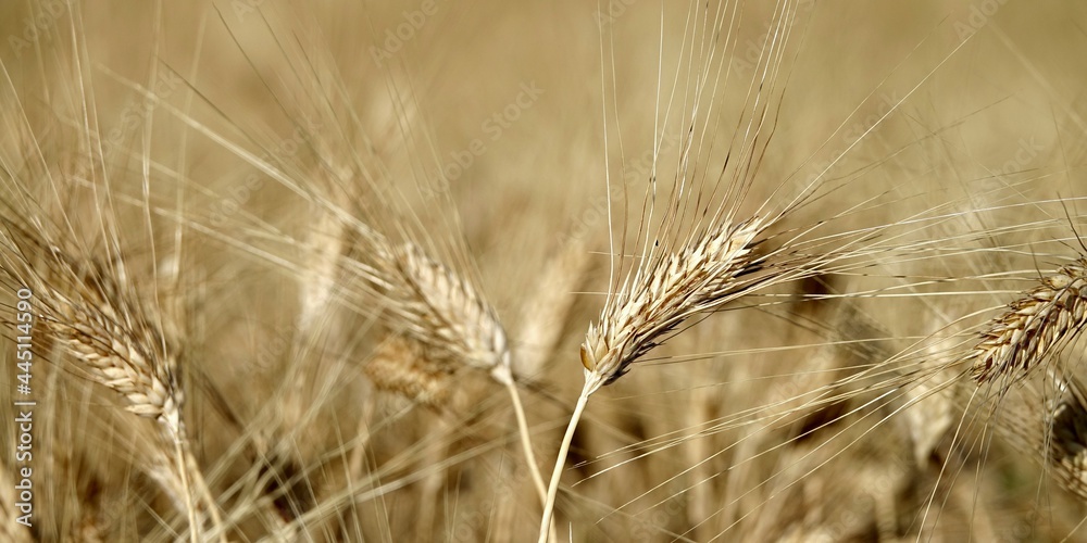close up of a ripe ears of organic wheat in a field ready to be harvested close up of a ripe ears of organic wheat in a field ready to be harvested