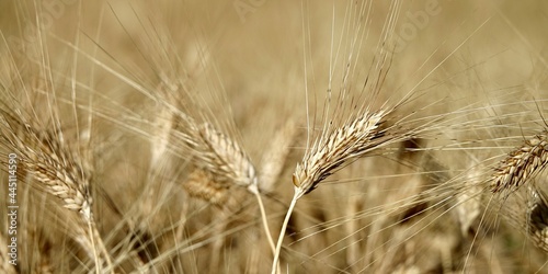 close up of a ripe ears of organic wheat in a field ready to be harvested